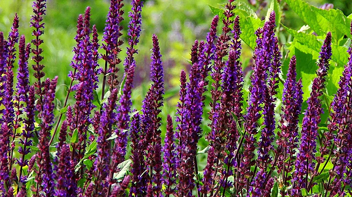 UW Summer Sweet Spots - Allen Centennial Gardens