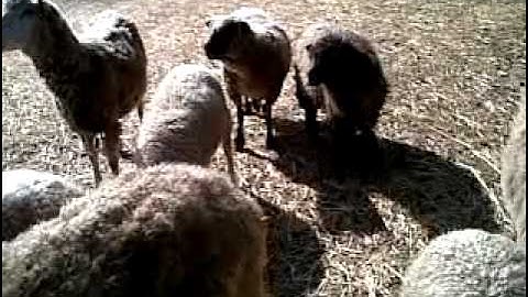 THIS Is the retarded sheep....AGAIN