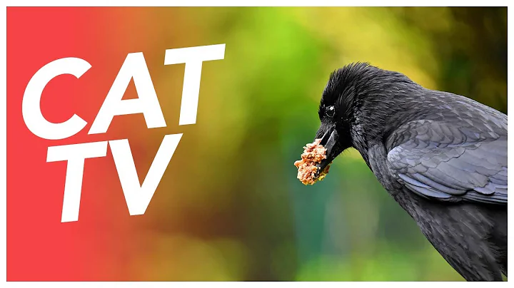 Watch the video about CAT TV - Bird Video for Cats to Watch! 📺 Exotic and Wild Birds in The Forest 😸
