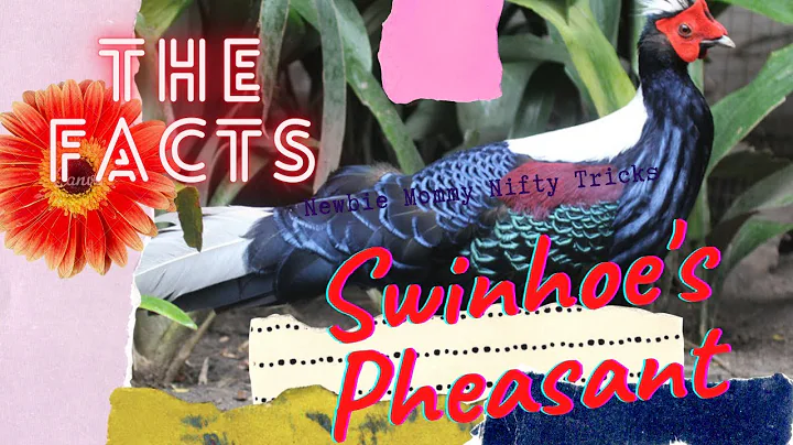 Swinhoe's Pheasant facts  Taiwan Blue Pheasant  en...