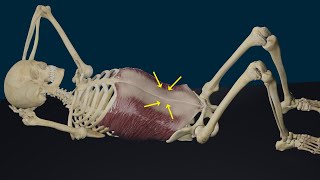 Músculo Oblicuo Externo Abdominal