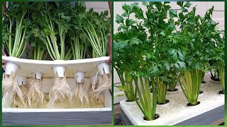 ABUNDANT CELERY! Grow This Way If You Don’t Have A Garden. Growing Hydroponic CELERY Kratky Method