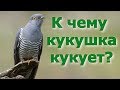 К чему кукует кукушка?