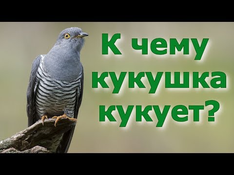 К чему кукует кукушка?