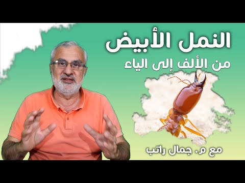 فيديو: ما هو حجم النمل الأبيض مع الأجنحة؟