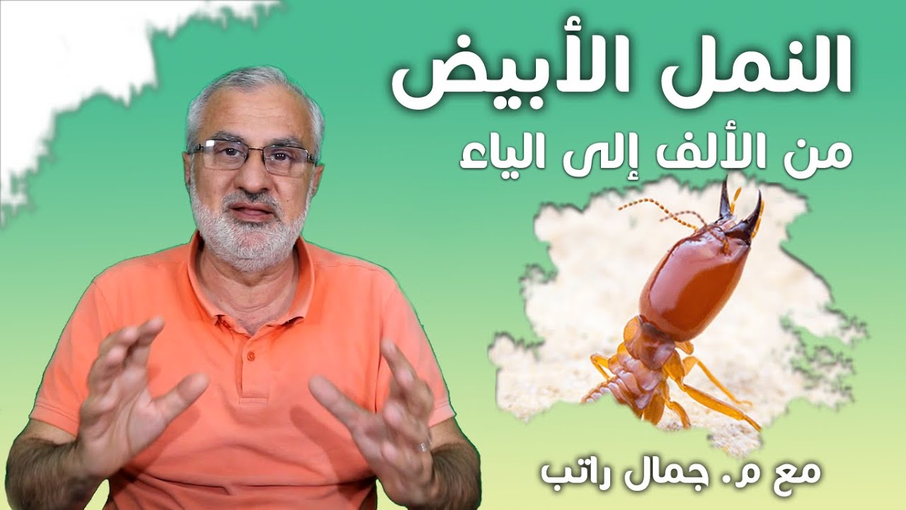 النمل الأبيض ,, من الألف إلى الياء,, مع م. جمال راتب