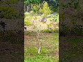 peacock 🦚