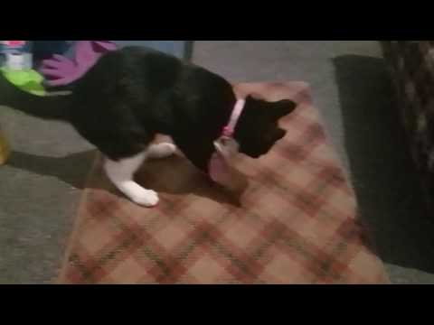 Kitten Loves to Play Fetch