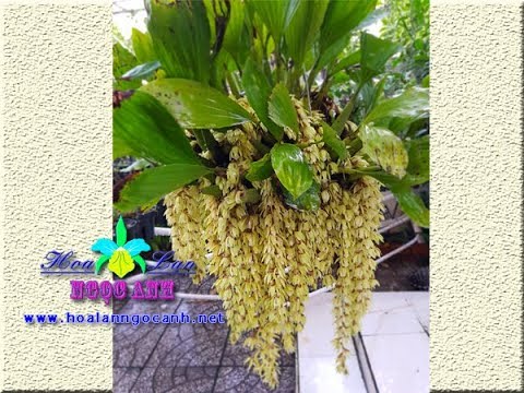 Hướng dẫn: Trồng và chăm sóc Thanh đạm ba gân, thanh đạm Indo [HOA LAN NGỌC ANH – ORCHIDS]