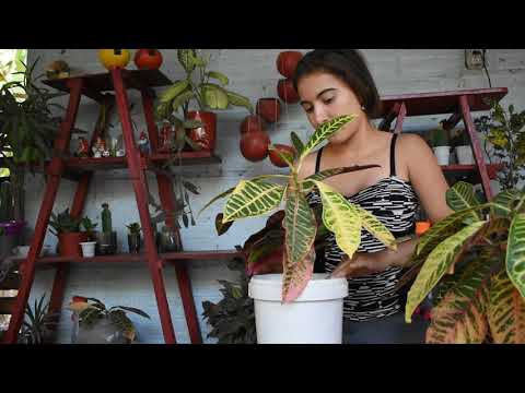 Video: Reproducción De Croton