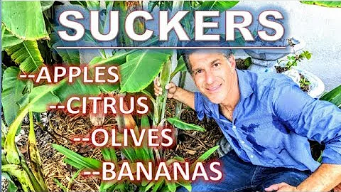 What drinks don't have citric acid?
