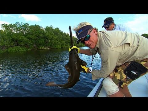 Addictive Fishing Rare Sawfish Catch and Release and Snook Fishing