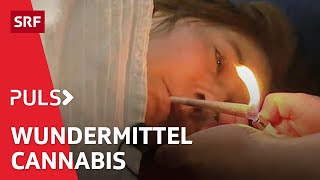 Cannabis Hype – die verbotene Droge als Schmerztherapie der Zukunft | Puls | SRF