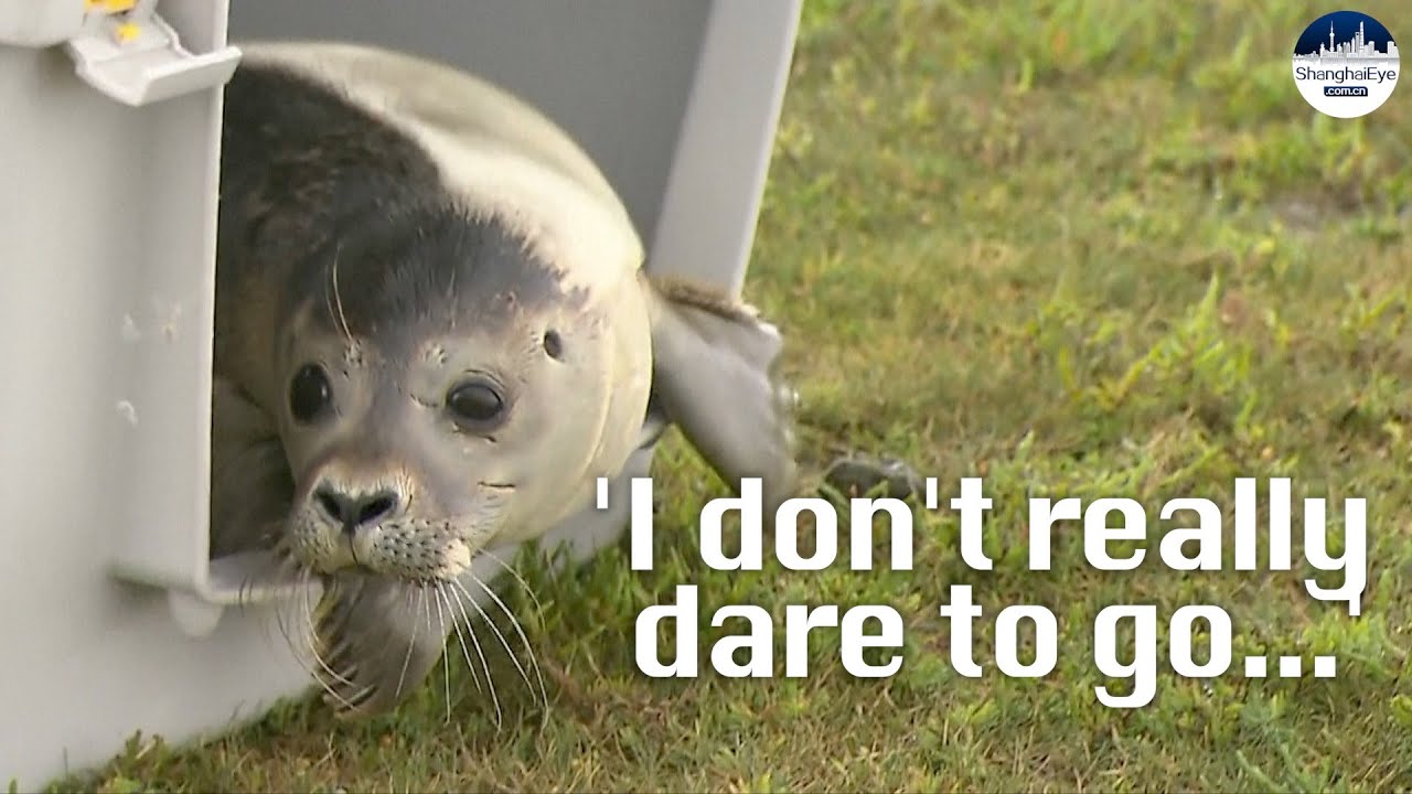 CUTE! Moment three little seals released into the wild