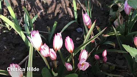 Species Tulip Cretica Hilde-Planting and Nurturing This Rarely Available Heirloom Species Tulip - DayDayNews