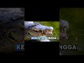 Fakta unik buaya#youtubeshorts #shortvideo #buaya #faktaunik #faktamenarik #faktahewan