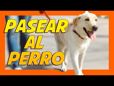 Video: Cómo hacer un rascador para un gato: 11 pasos (con imágenes)