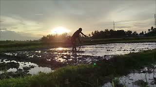 Download Lagu surat yasin. muzammil hasbalah MP3 Download Lagu surat yasin. muzammil hasbalah MP3
