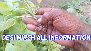 desi Mirch growing,caring ,watering and all information with Mr Murtaza Mali (Urdu Hindi)