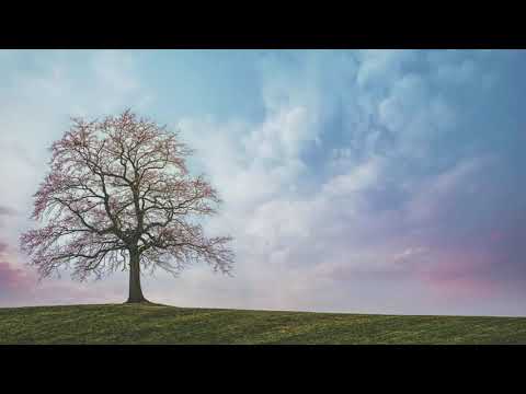 FREE NO COPYRIGHT FULL HD TREE SKY CLOUDS NATURE HILL BACKGROUND VIDEO SCREENSAVER LIVE WALLPAPER