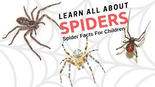 Spider Facts For Children - Learn Amazing Facts about Spiders