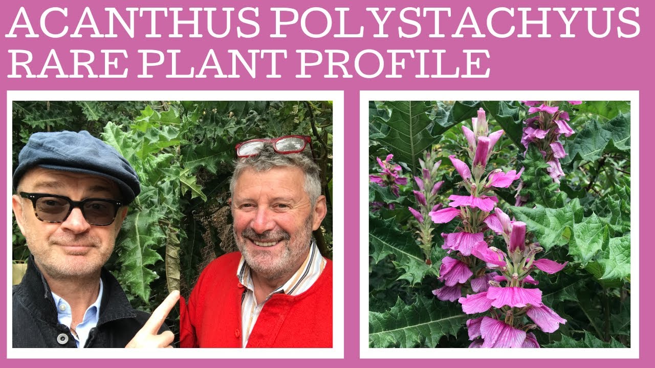 Plant Profile: Acanthus Polystachyus....or is it!? A shrubby form with INCREDIBLE magenta flowers!!!