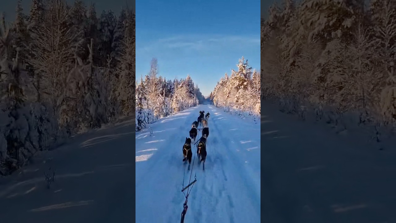 Dogsledding in Returning Arctic Sun