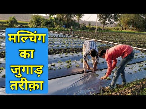 वीडियो: स्ट्रॉबेरी के लिए राख: फूल आने और फलने के दौरान खिलाना। पानी के घोल को कैसे पतला करें या कीटों से स्प्रे कैसे करें? गर्मियों में सही तरीके से कैसे लगाएं?