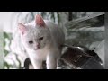 Funny cat walk on the piano  short viral  rss entertainment world