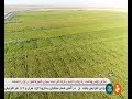 Iran Paddy rice cultivation dry method, Spring 1399, Shush county كاشت جوانه برنج به روش خشك