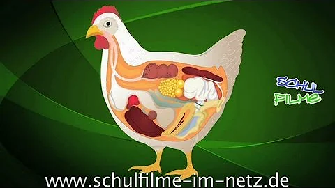 Wie ist das Huhn entstanden?