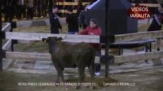 BOQUIÑENI (ZARAGOZA)  VACAS PLAZA (DOMINGO 6 OCTUBRE 2013) J.MURILLO by VillarTauro 4,559 views 4 years ago 16 minutes