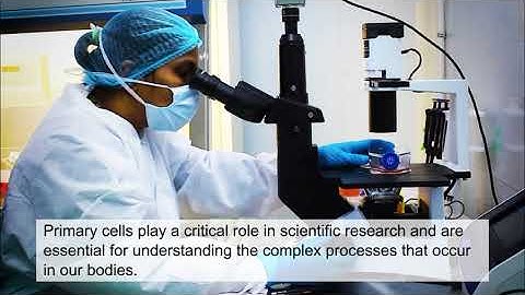 Exploring the power of primary cells in research!