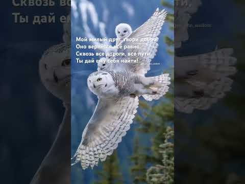 Мой милый друг, твори добро!Оно вернётся всё равно…