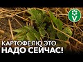 ДЛЯ МОЩНОГО УРОЖАЯ КАРТОФЕЛЯ, сделайте так в ИЮНЕ!