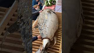 「＃十日えびす」を前に特大 #クロマグロ 奉納 さい銭張って願掛け #西宮神社 ※本編動画は▶をクリック