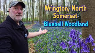 Wrington, North Somerset, Blue bell woodland.