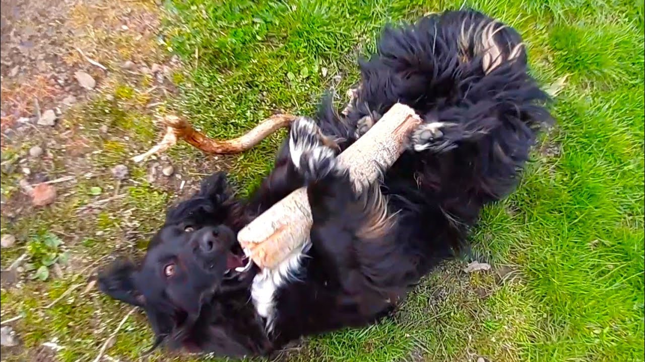 Dostawa kijów dla Feli | Wycinka drzew