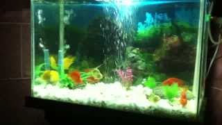 FISH AQUARIUM FOR SALE IN REALY GOOD PRICE 8 FISHES 1 TURTLE FOUR PAIRS OF FISHES "PARROT FISH" "LOVE 