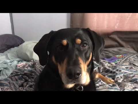 black lab coonhound mix puppy