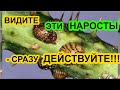 Видите наросты - СРОЧНО принимайте меры! Мой опыт. Опасные симптомы. Борьба с вредителями