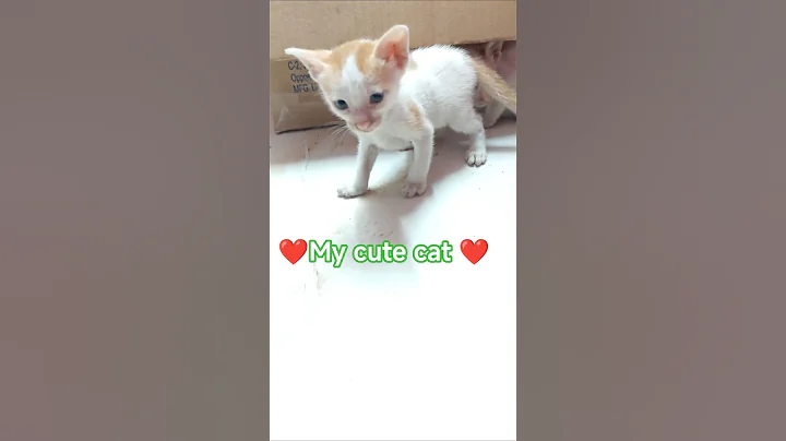 Video 11516521: kittens meowing british, british cat meow, british funny kittens, laugh cat kitten