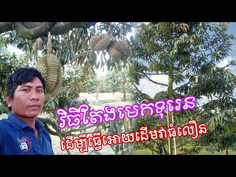 វិធីតែងមេកទុរេនអោយបានល្អ ដើម្បីអោយដើមវាធំលឿន ปรุงยาอย่างไรให้โตเร็ว2024