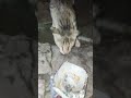 Wild cat waiting for food 😢😯 #trending #kitten #kitty #cat #cuteanimals #rescuecat #catfood #shorts