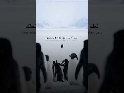 بين مشاعر البشر وغريزة الحيوان لغز البطريق المنعزل