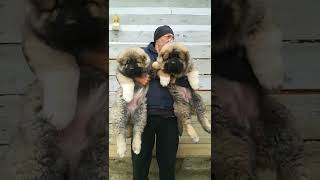 Caucasian Shepherd Puppies (Georgia)