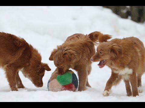 kennel De Anrit