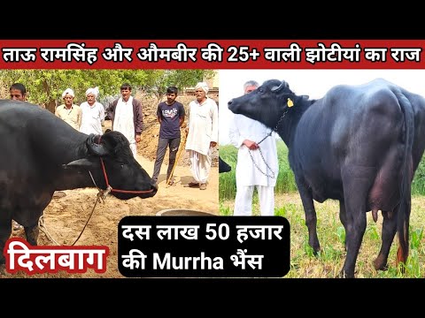 🏆ताऊ रामसिंह पांडवान की 25+ किलो दूध की 5 Star Murrha झोटीयो का राज है (दिलबाग) Video जरुर देखे.👍
