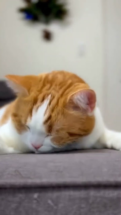 kucing lucu buat status WhatsApp malas