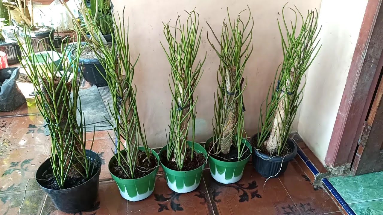 Membuat Pot Anggrek Vanda Douglas Youtube Ide Berkebun Anggrek Tanaman